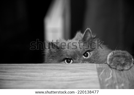 British Longhair Cat with her paw on a Table