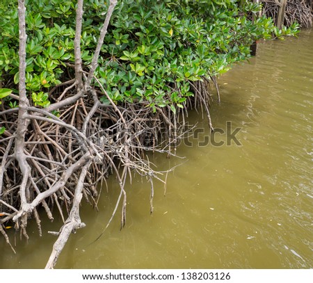 The mangrove root in water is the food source of aquatic animals