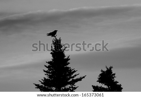 Black and white crow balancing on top of a tree