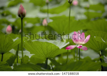 A lotus photo taken in Shanghai People\'s Park