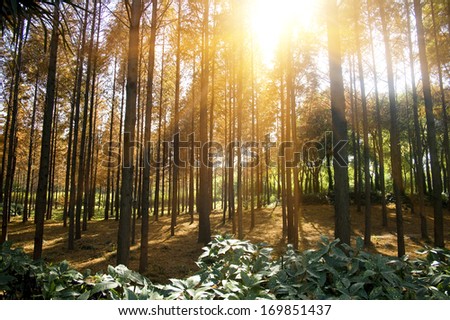 sunbeam through the forest in the morning