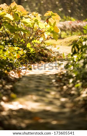 path in the beautiful park at sunny day