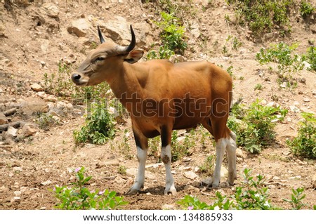 The \'banteng\' is a species of wild cattle found in Southeast Asia.