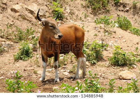 The \'banteng\' is a species of wild cattle found in Southeast Asia.
