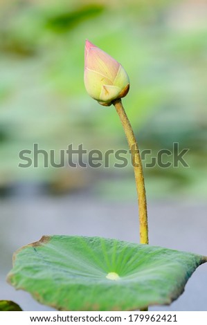 A Lotus Bud in the Morning Sun