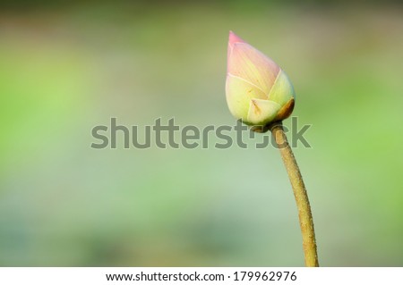 A Lotus Bud in the Morning Sun