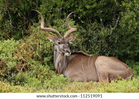 Kudu bull resting in the bush and looking.
