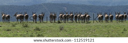 Eland herd panorama rear view going into the distance.
