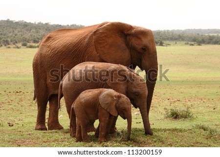 Three generations of female elephants together.