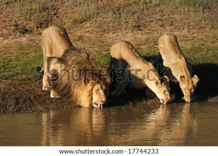 Lion and lionesses with tongues out drinking at the waterhole at sunset.