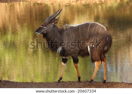 Nyala bull with the waterhole as a back ground.