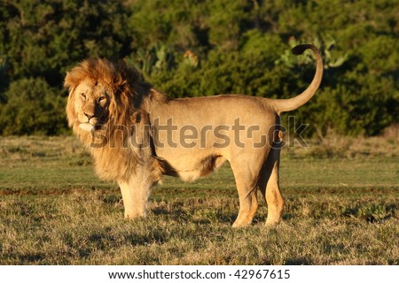 http://image.shutterstock.com/display_pic_with_logo/152827/152827,1260993781,3/stock-photo-young-lion-posing-with-his-tail-up-and-head-turned-42967615.jpg