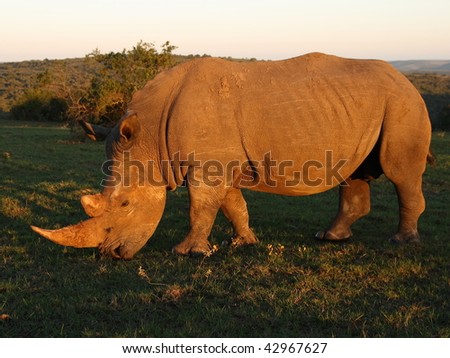 White Rhino bull grazing at sunset.