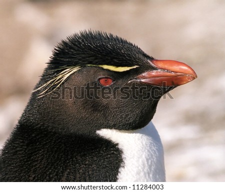 Red eye penguin in Antarctica