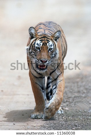 Bengal tiger running Panthera tigris