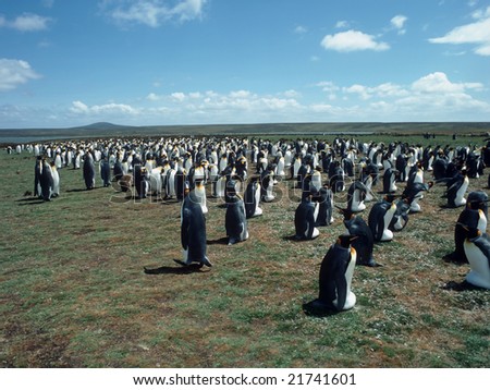 Colony king penguins in Falkland island