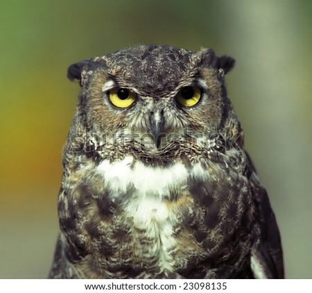 Forest owl with yellow eyes
