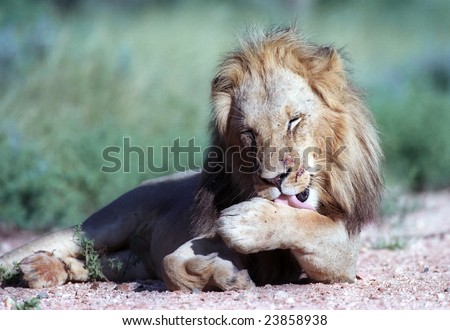 Young lion in morning washing procedure