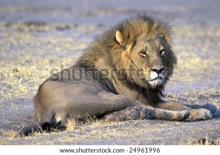 Portrait lion in Kruger national park South Africa