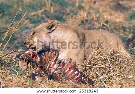 Eating lion after hunting in savannah