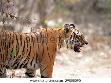 Bengal tiger ( Panthera tigris ) in  hot summer day
