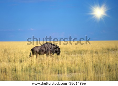 Antilope Gnu