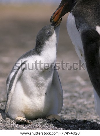 Gentoo penguin chick with mother on Antarctica coastline