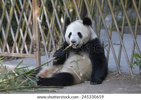 The panda