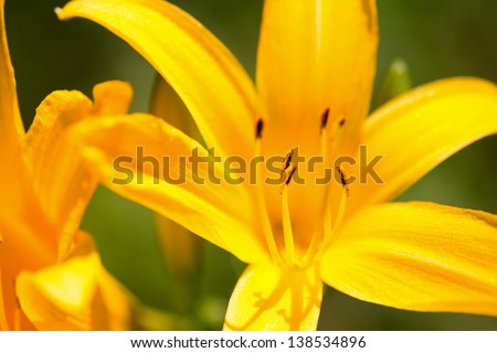 Close up view of yellow day lily flower