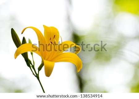 A yellow day lily flower
