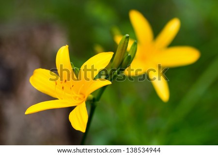 Two yellow day lily flowers