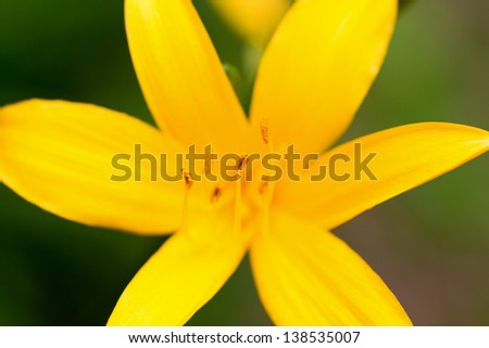 Close up view of yellow day lily flower