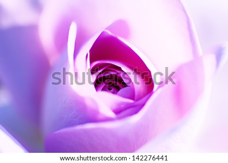 The macro shot of blue purple rose flower