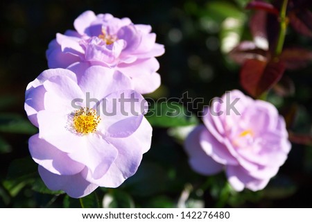 The blue purple rose flowers named Blue Bayou