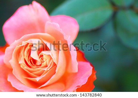 Close up of orange red rose flower named Majorette