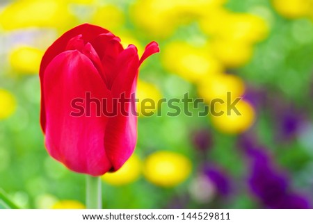 A red tulip flower with colorful flower garden