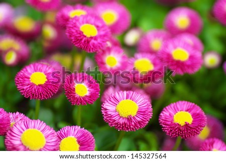 Many purple red daisy flowers