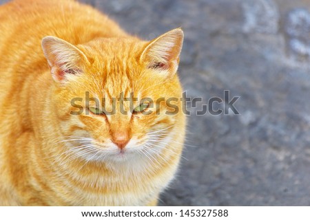 A orange tabby cat looking over here