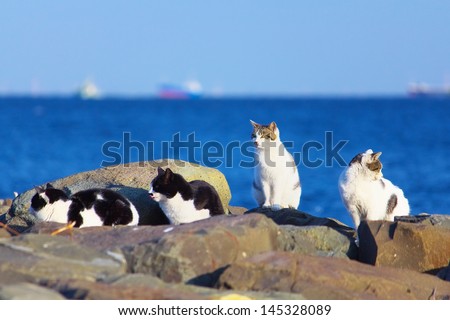 A group of stray cats with blue sea