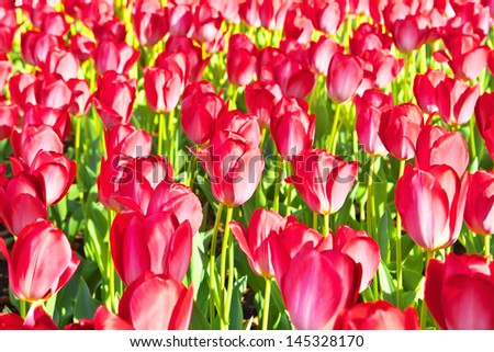 Red tulips flower garden