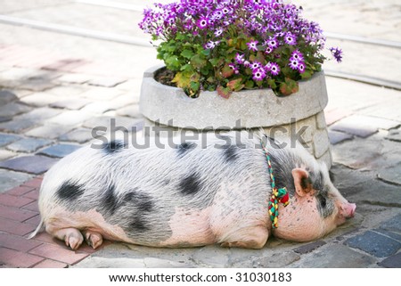 Big fat pig in the town