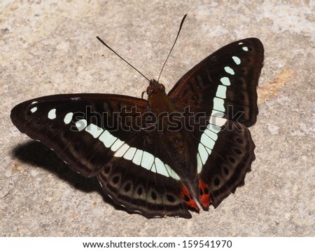 The  butterfly on the object