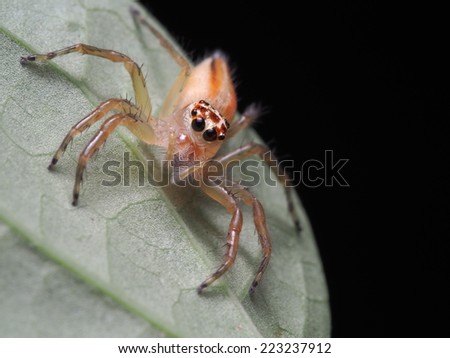 Cute eyes of Jumping Spider