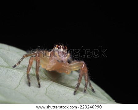 Cute jumping spider in the wild