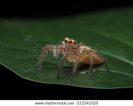Cute jumping spider in the wild
