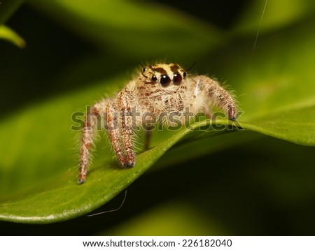 Cute Jumping Spider