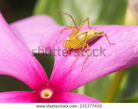 Jumping Spider on the pink flower