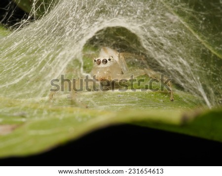 Mom Jumping Spider in it's net