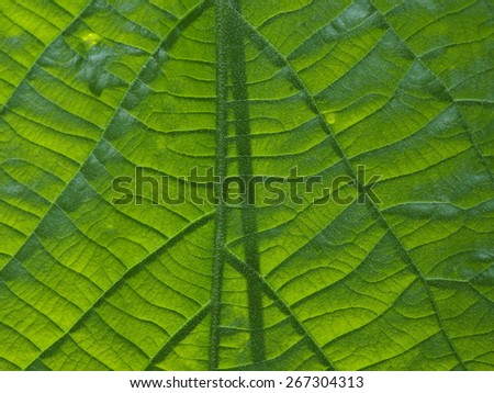 Green Leaf Texture/ Nature Art
