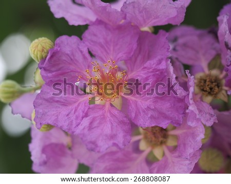 Pride of India Flower-Queen\'s Flower